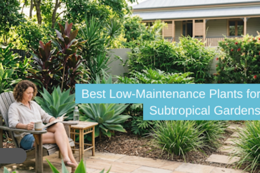 Low-Maintenance Plants